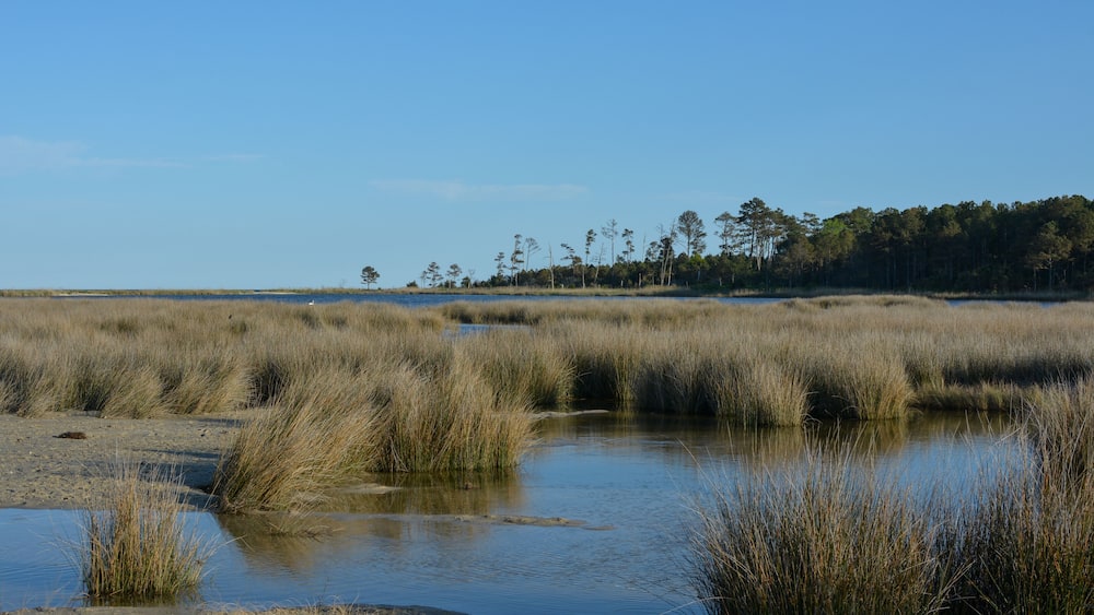 Salt marsh estuary at Hughlett Point Natural Area on the tip of Virginia's northern Neck along the coast of the Chesapeake Bay.
