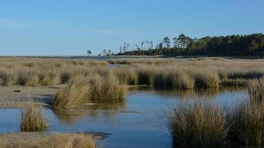 A marshland with tall grasses and a calm water body.