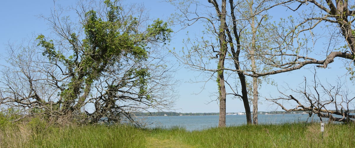 A grassy path leading to a body of water with trees on either side.