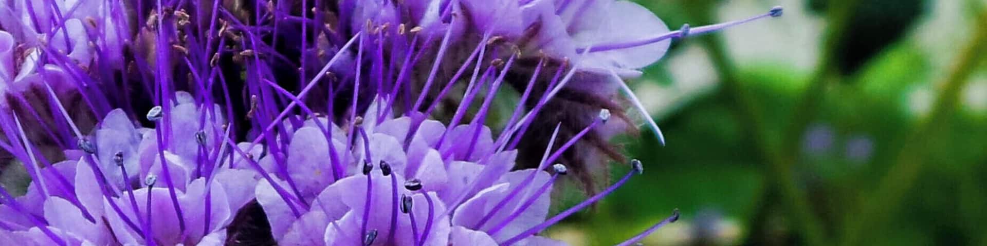 A Bumble Bee... Doing his work near the Ballymaloe Organic Farm in County Cork
#Colorful