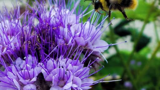 A Bumble Bee... Doing his work near the Ballymaloe Organic Farm in County Cork
#Colorful