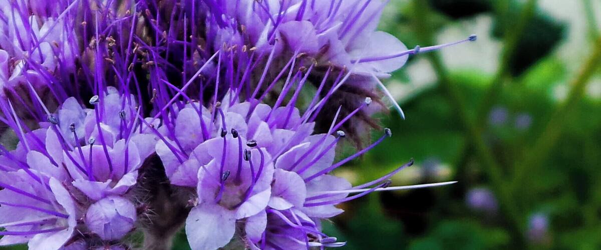 A bee on purple flowers.
