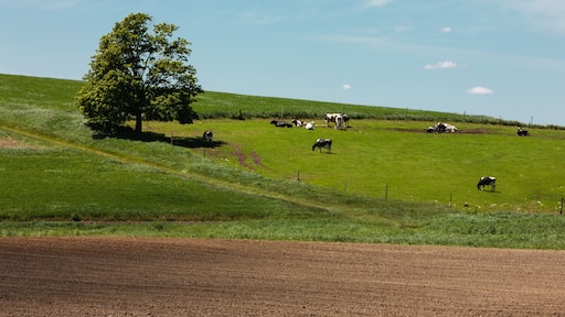 Early Wisconsin summer farm field with Holstein dairy cows in the pasture along the hillside, and freshly prepared field in the foreground