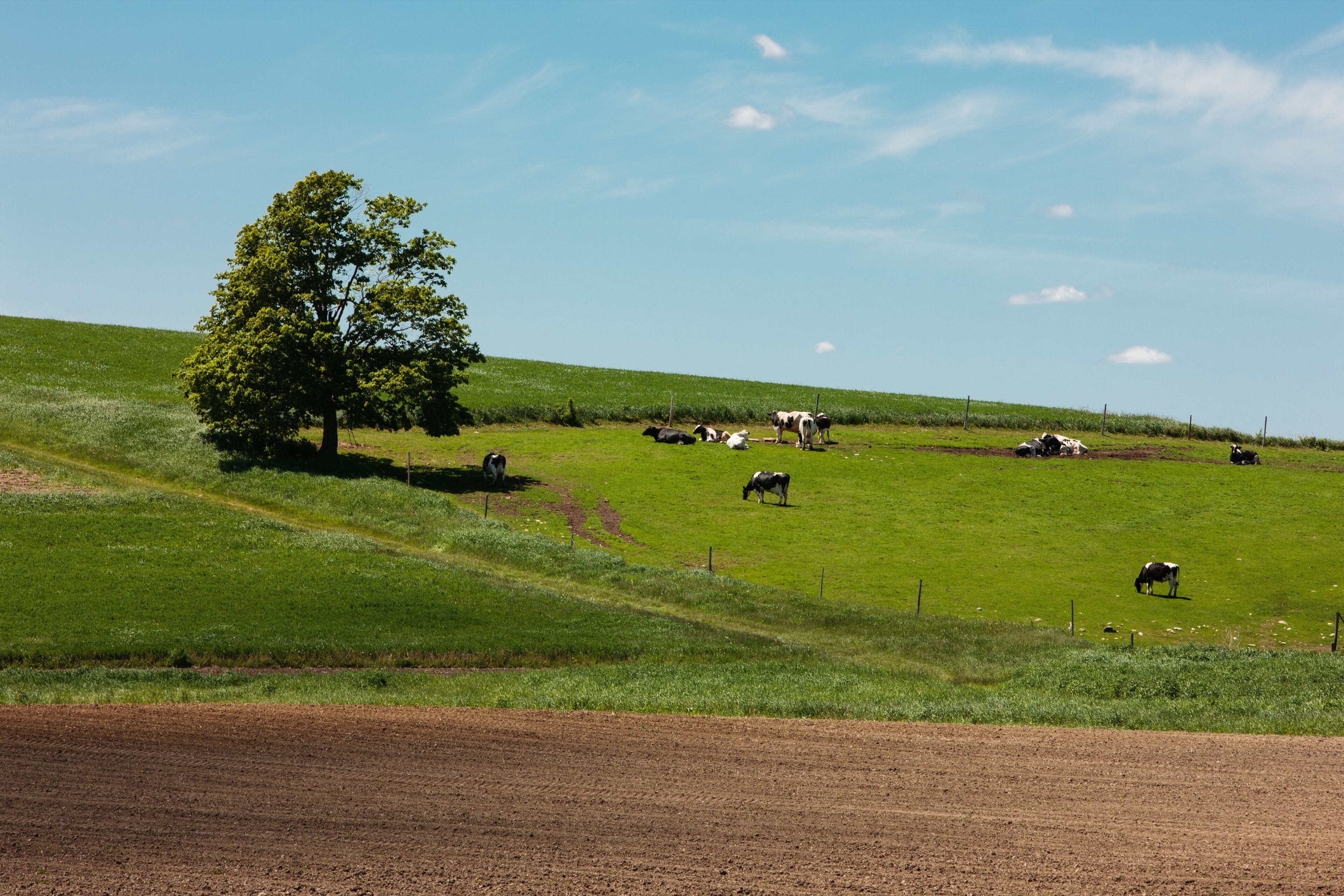 A green field with cows grazing and a tree.