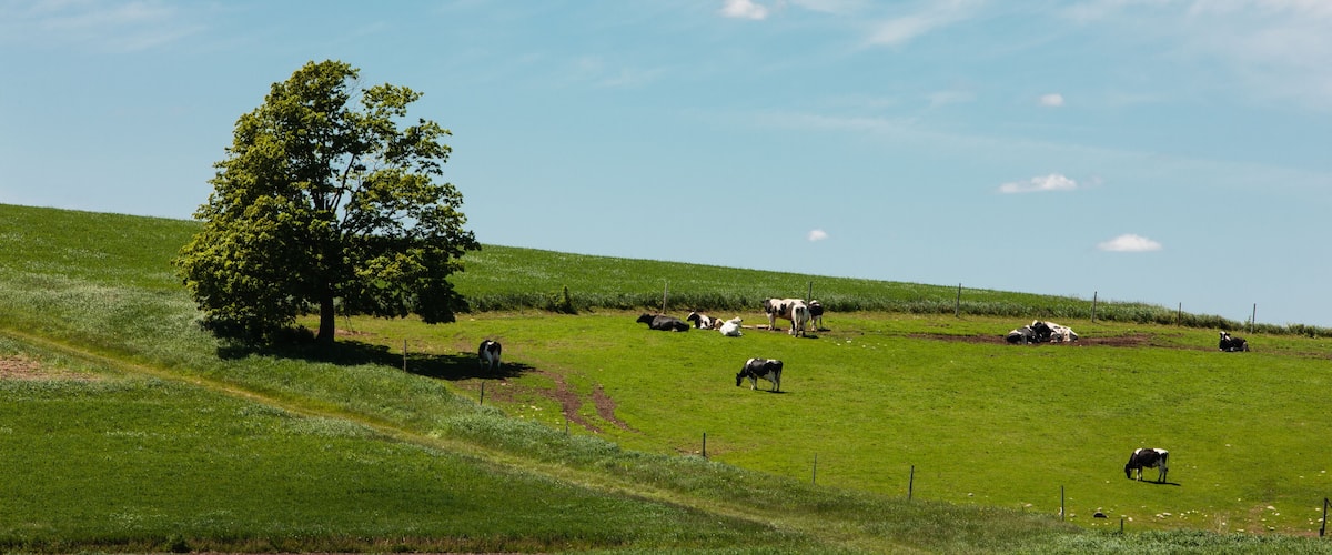 A green field with cows grazing and a tree.