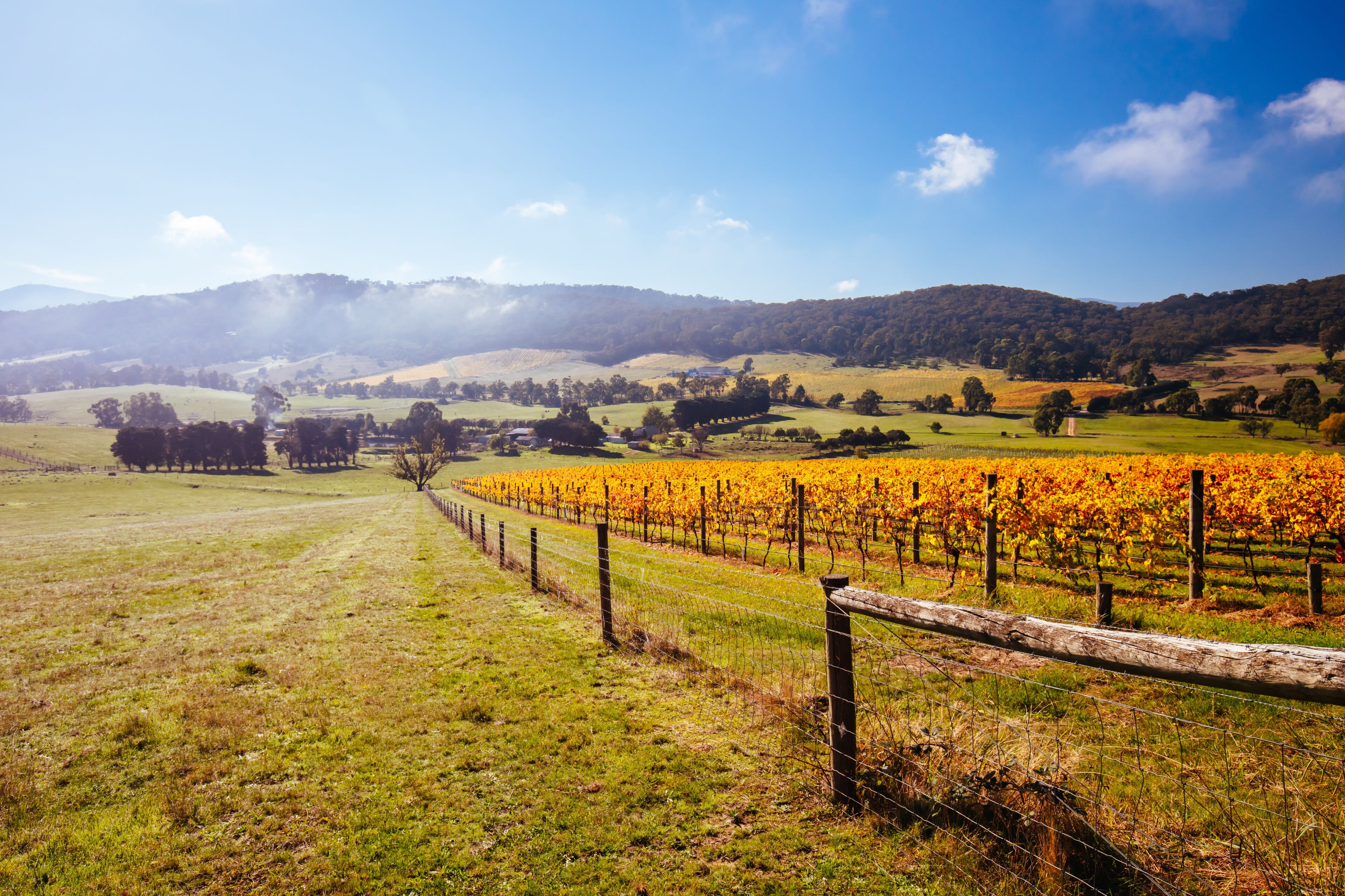 The sun rises through fog over autumn coloured vines in the Yarra Valley near Yarra Glen