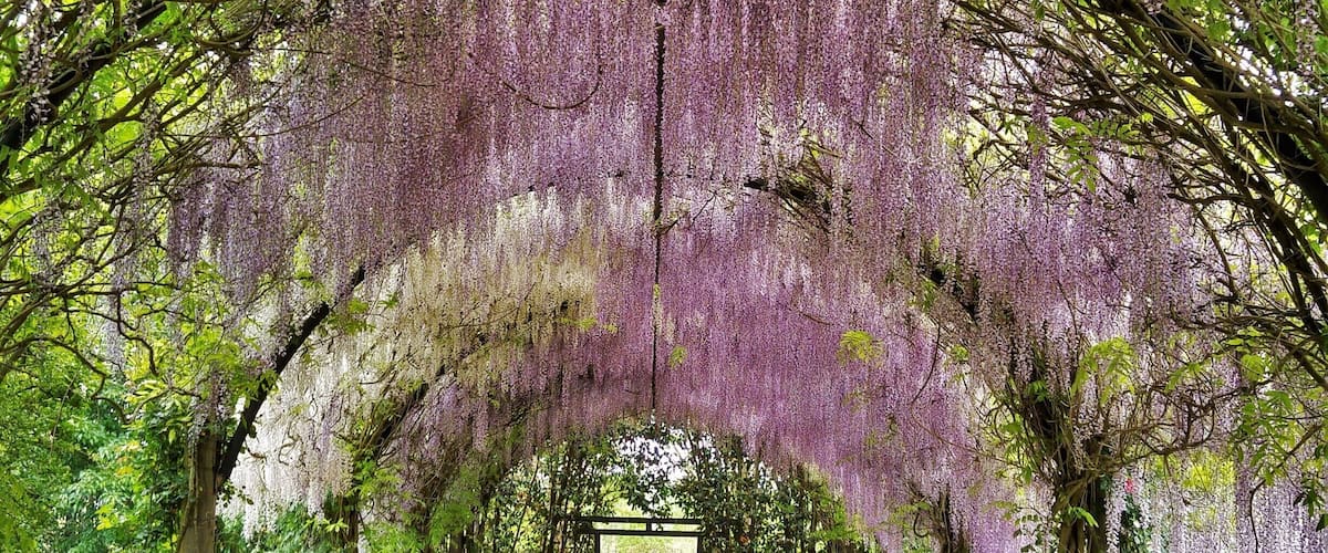 As a child one of my favourite movies was the whimsical Secret Garden. I just loved the idea of having my very own garden hidden away from the world, where I could just be and enjoy the beauty that surrounded me. I feel like I have found the imaginings of my childhood in Alowyn Gardens. Let me take you on an amazing journey from a simple looking nursery to scenes so beautiful and diverse it will impress many a green thumb. (read more at www.yarravalleylife.com)
#melbourne #yarravalley #spring #alowyngardens #australia #gardens