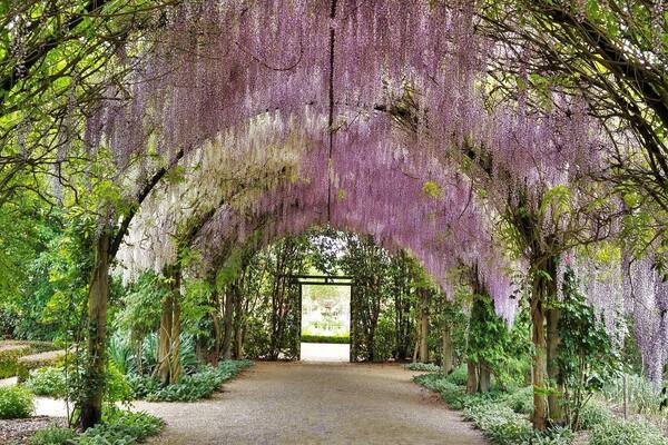 As a child one of my favourite movies was the whimsical Secret Garden. I just loved the idea of having my very own garden hidden away from the world, where I could just be and enjoy the beauty that surrounded me. I feel like I have found the imaginings of my childhood in Alowyn Gardens. Let me take you on an amazing journey from a simple looking nursery to scenes so beautiful and diverse it will impress many a green thumb. (read more at www.yarravalleylife.com)
#melbourne #yarravalley #spring #alowyngardens #australia #gardens