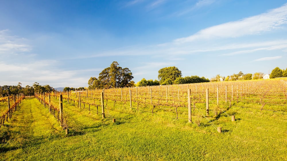 Yarra Valley Vineyard in Australia