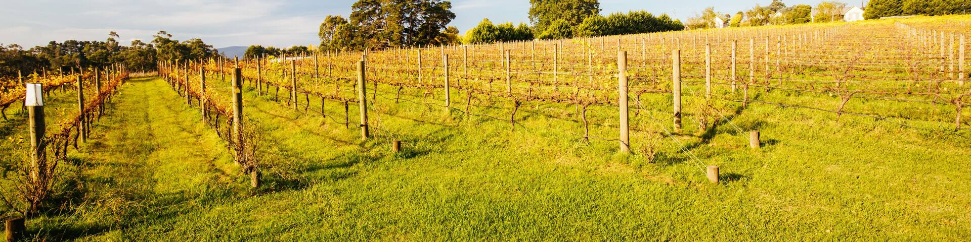 Yarra Valley Vineyard in Australia