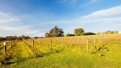 Yarra Valley Vineyard in Australia