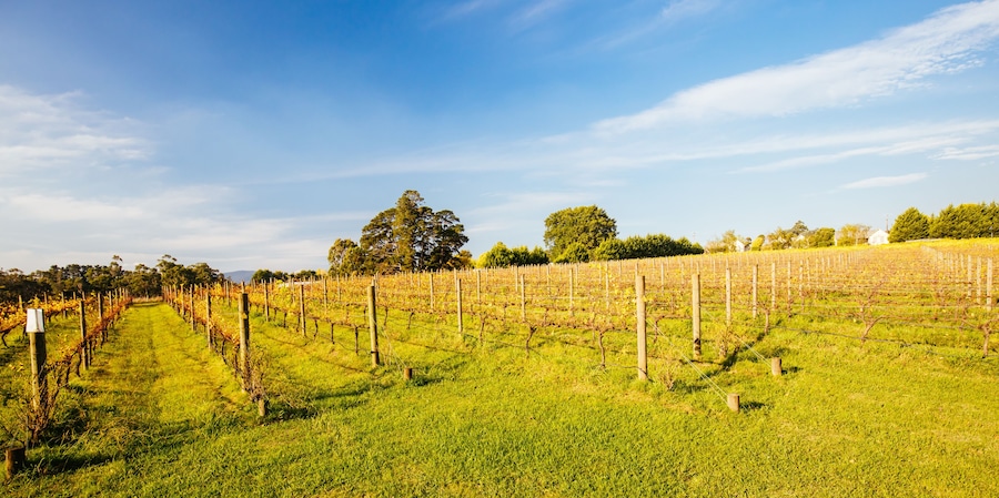Yarra Valley Vineyard in Australia