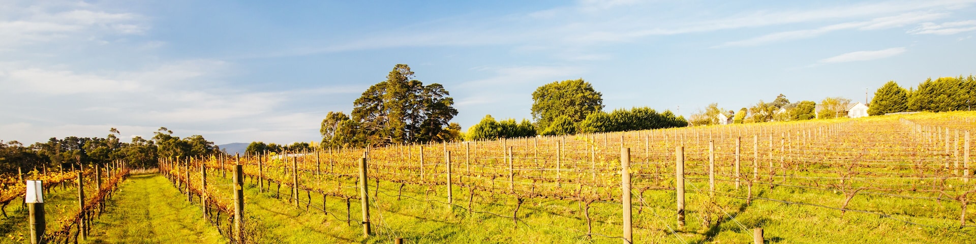 Yarra Valley Vineyard in Australia