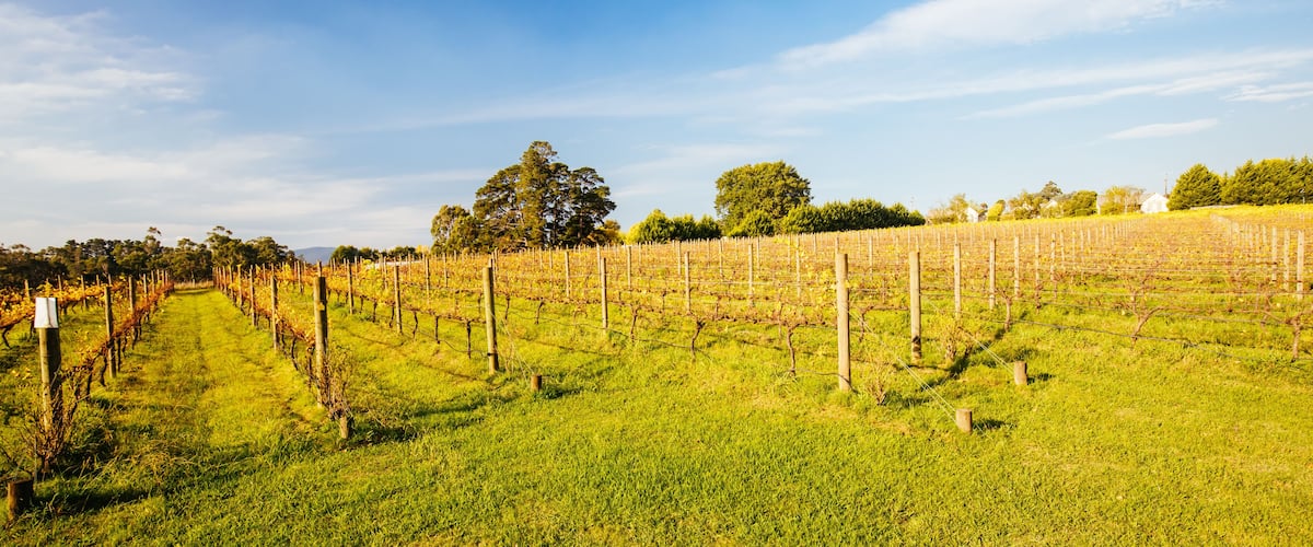 Yarra Valley Vineyard in Australia