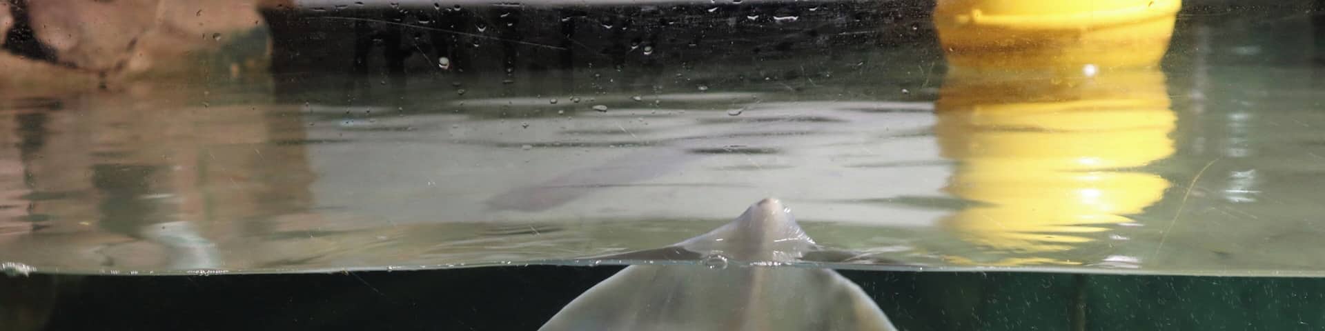 In Fort Kijkduin you also can visit the aquarium with lots of fishes and the skull of a whale who died on the beach from noord Holland.