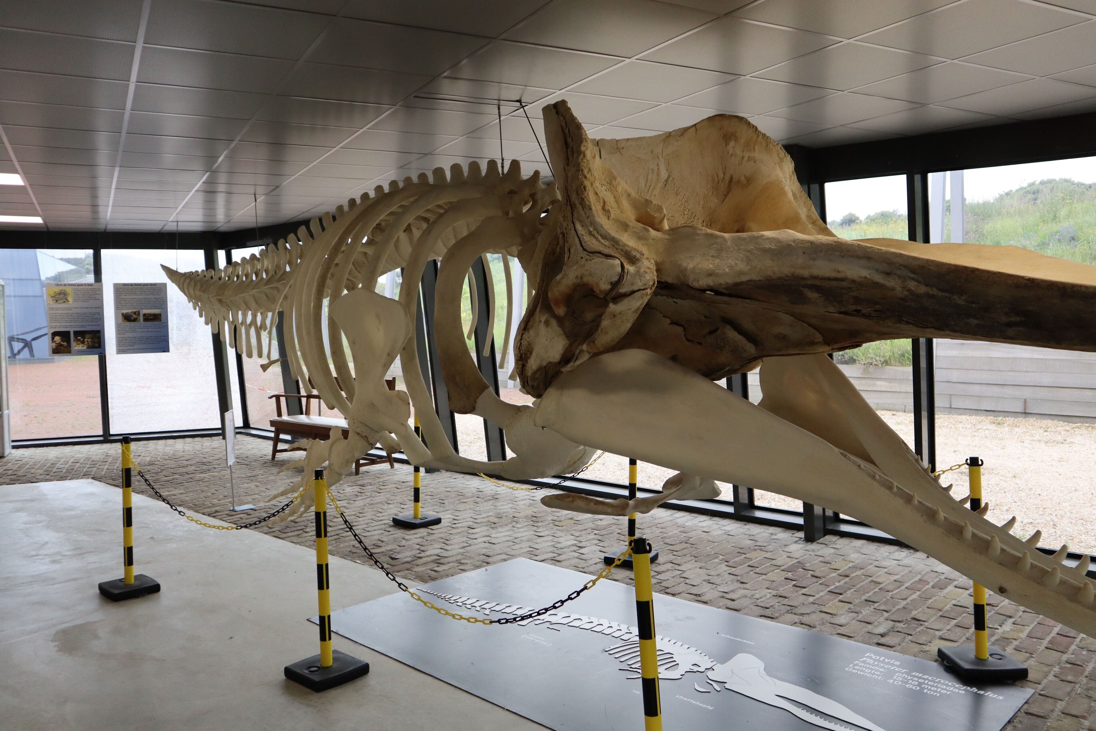 The whale who died at the bracht of Noord Holland