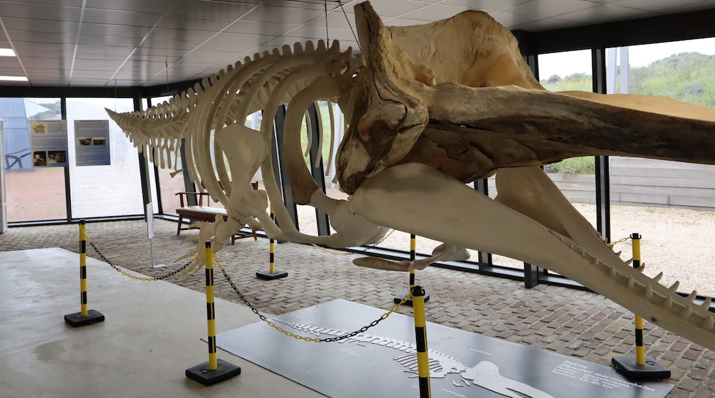 The whale who died at the bracht of Noord Holland