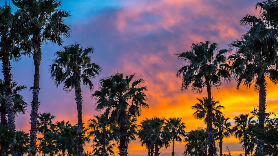 A sunset with palm trees silhouetted against a colorful sky.