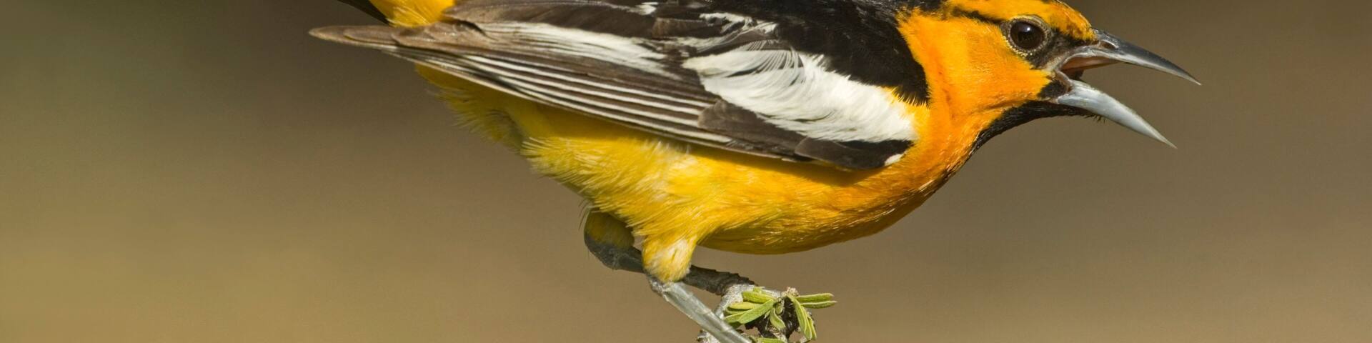 USA, Texas, Rio Grande Valley. Bullock's oriole male in breeding plumage.