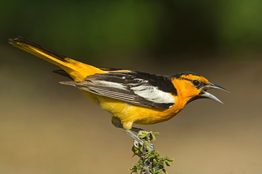 USA, Texas, Rio Grande Valley. Bullock's oriole male in breeding plumage.