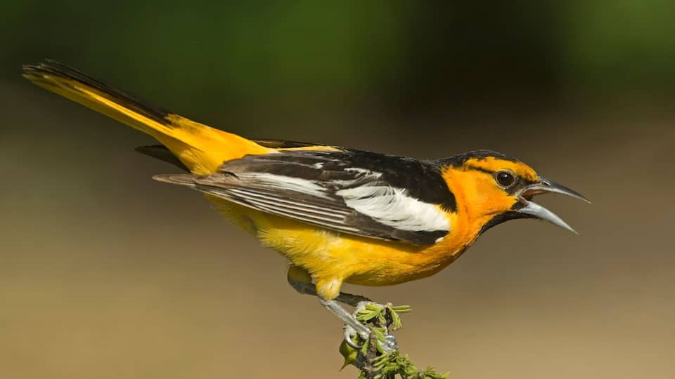 A bird with yellow and black plumage perched on a plant.