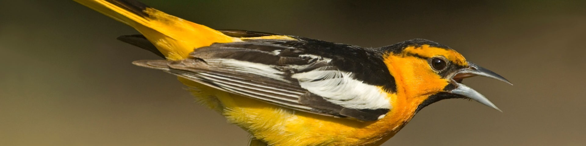 USA, Texas, Rio Grande Valley. Bullock's oriole male in breeding plumage.