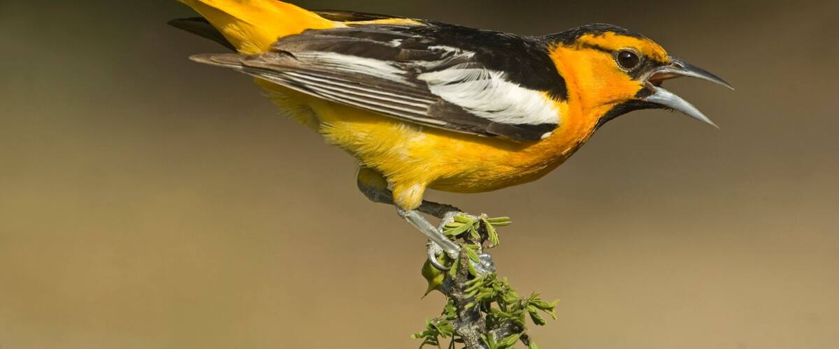 A bird with yellow and black plumage perched on a plant.