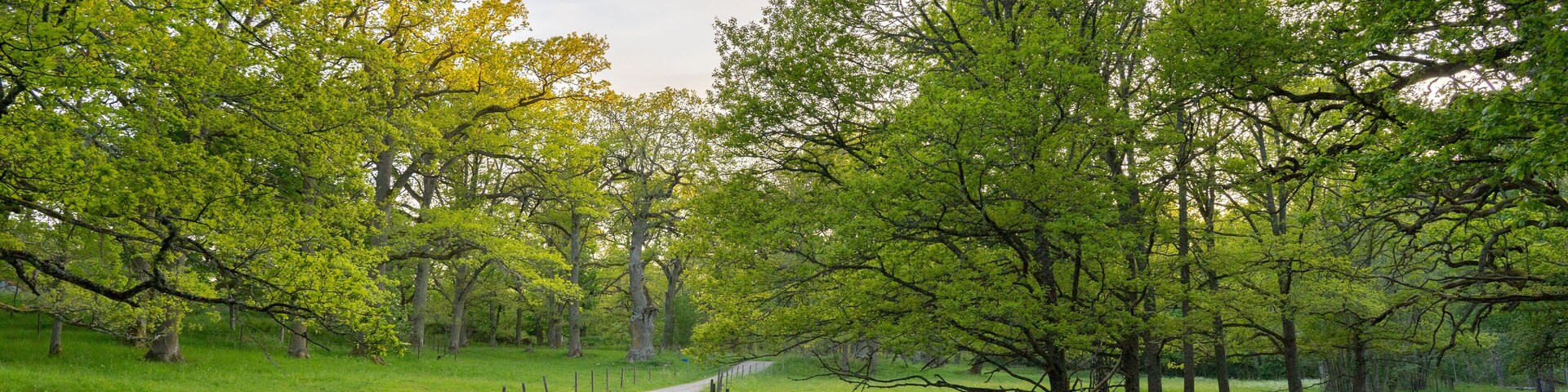 Un camino de grava bordeado por césped verde y árboles, que se adentra en una zona boscosa.