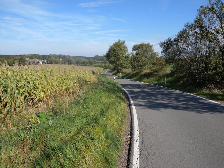 Eine ländliche Straße schlängelt sich durch ein Maisfeld, rechts stehen Bäume und in der Ferne sind Häuser zu sehen.