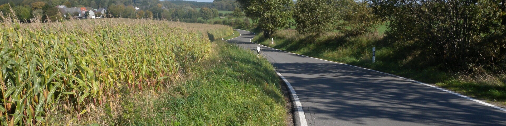 A rural road curving through a field of corn with trees on the right and houses in the distance.