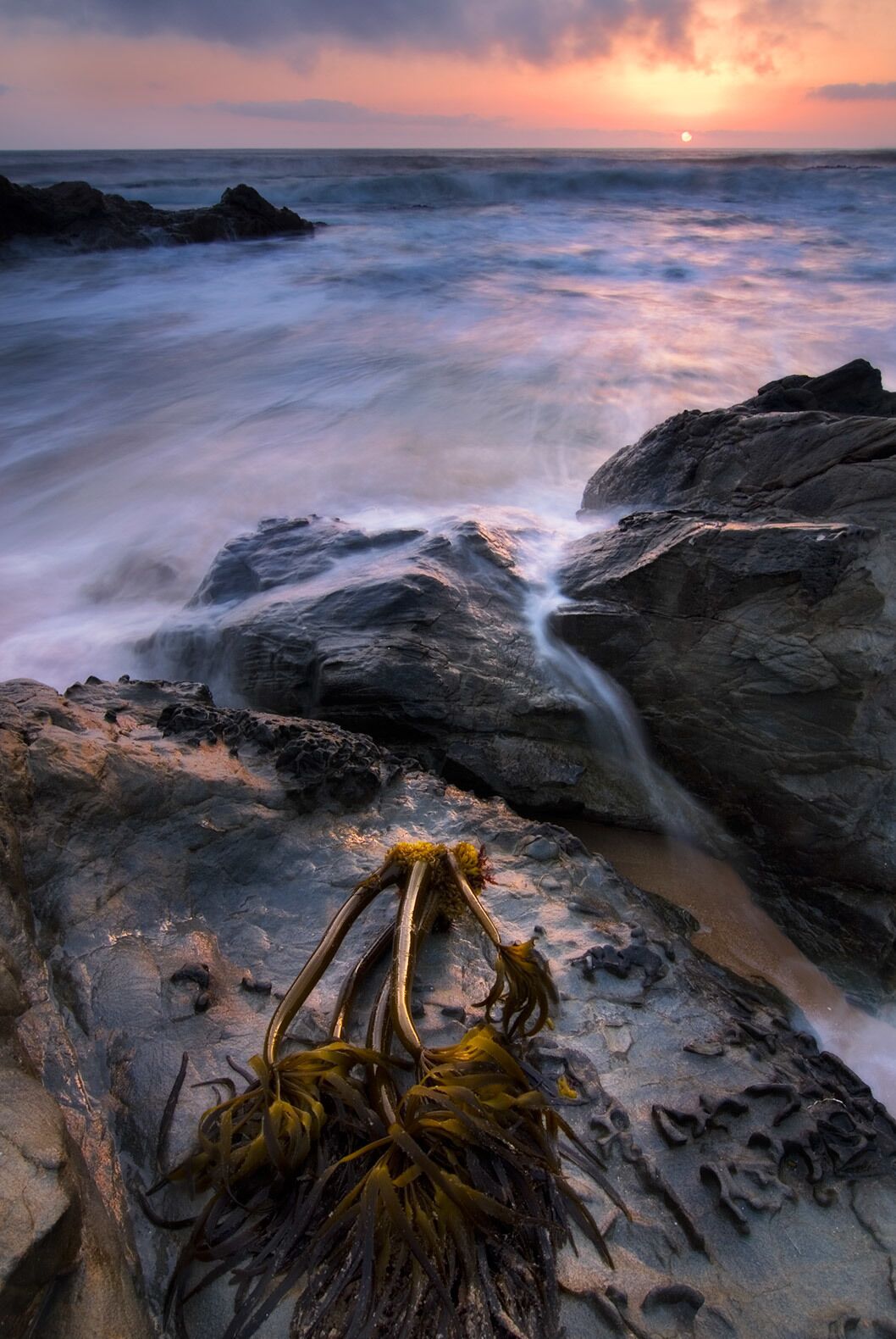 Washed up seaweed at Bean Hollow State Beach.  A little beach along the Pacific Coast Highway just 17 miles south of Half Moon bay.  It features interesting landscapes shaped by years of erosion.  Great for low tide beach combing.