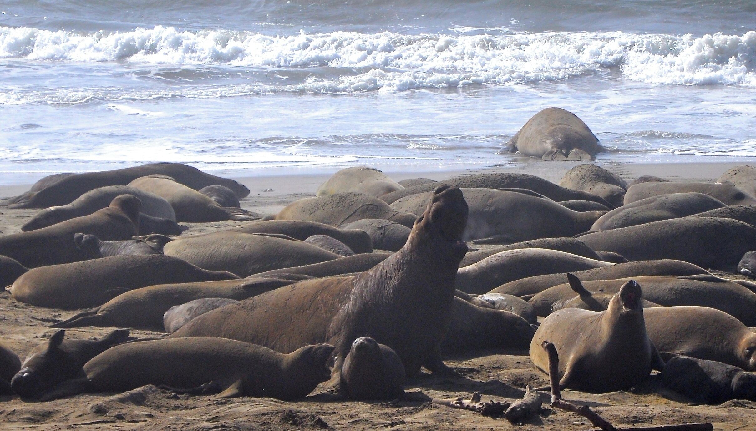 It's Elephant Seal pup time, here in California! From the end of December to the end of February.
During this season, you have to make reservations for the 90 minute tour out to the beaches where the seals are mating and whelping.
It was absolutely amazing! A phenomenal experience.