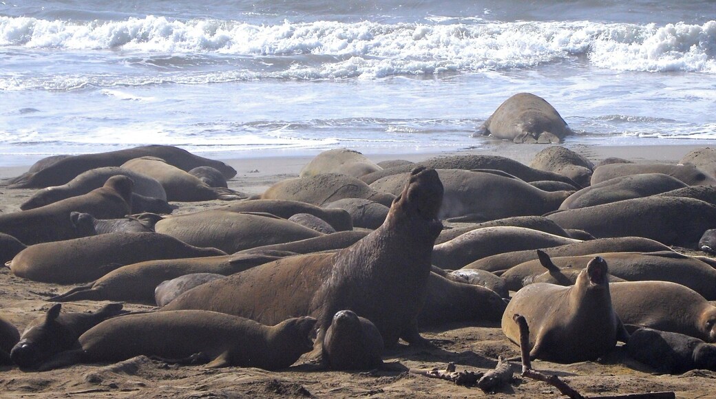 It's Elephant Seal pup time, here in California! From the end of December to the end of February.
During this season, you have to make reservations for the 90 minute tour out to the beaches where the seals are mating and whelping.
It was absolutely amazing! A phenomenal experience.