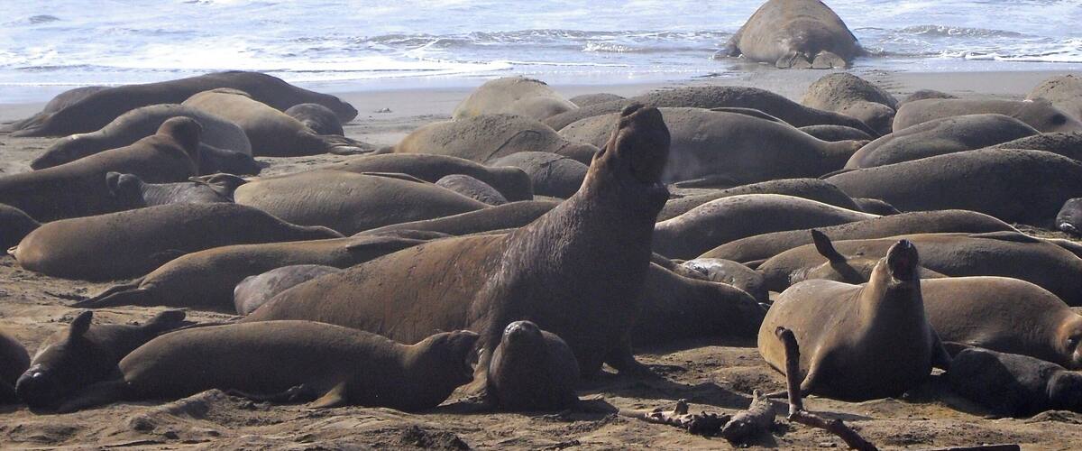 It's Elephant Seal pup time, here in California! From the end of December to the end of February.
During this season, you have to make reservations for the 90 minute tour out to the beaches where the seals are mating and whelping.
It was absolutely amazing! A phenomenal experience.