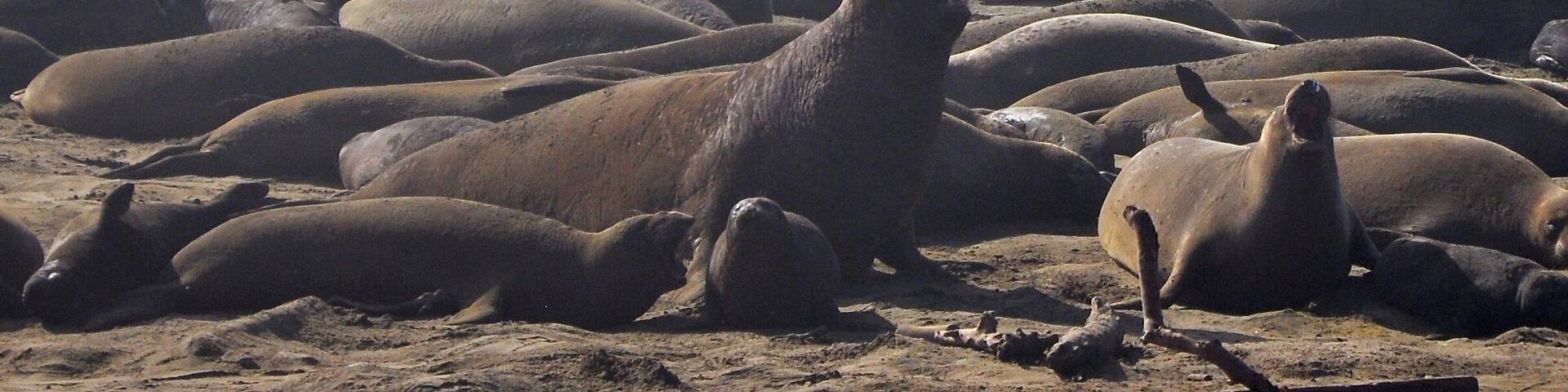It's Elephant Seal pup time, here in California! From the end of December to the end of February.
During this season, you have to make reservations for the 90 minute tour out to the beaches where the seals are mating and whelping.
It was absolutely amazing! A phenomenal experience.