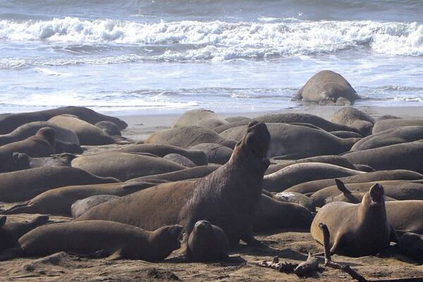 It's Elephant Seal pup time, here in California! From the end of December to the end of February.
During this season, you have to make reservations for the 90 minute tour out to the beaches where the seals are mating and whelping.
It was absolutely amazing! A phenomenal experience.