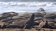 It's Elephant Seal pup time, here in California! From the end of December to the end of February.
During this season, you have to make reservations for the 90 minute tour out to the beaches where the seals are mating and whelping.
It was absolutely amazing! A phenomenal experience.