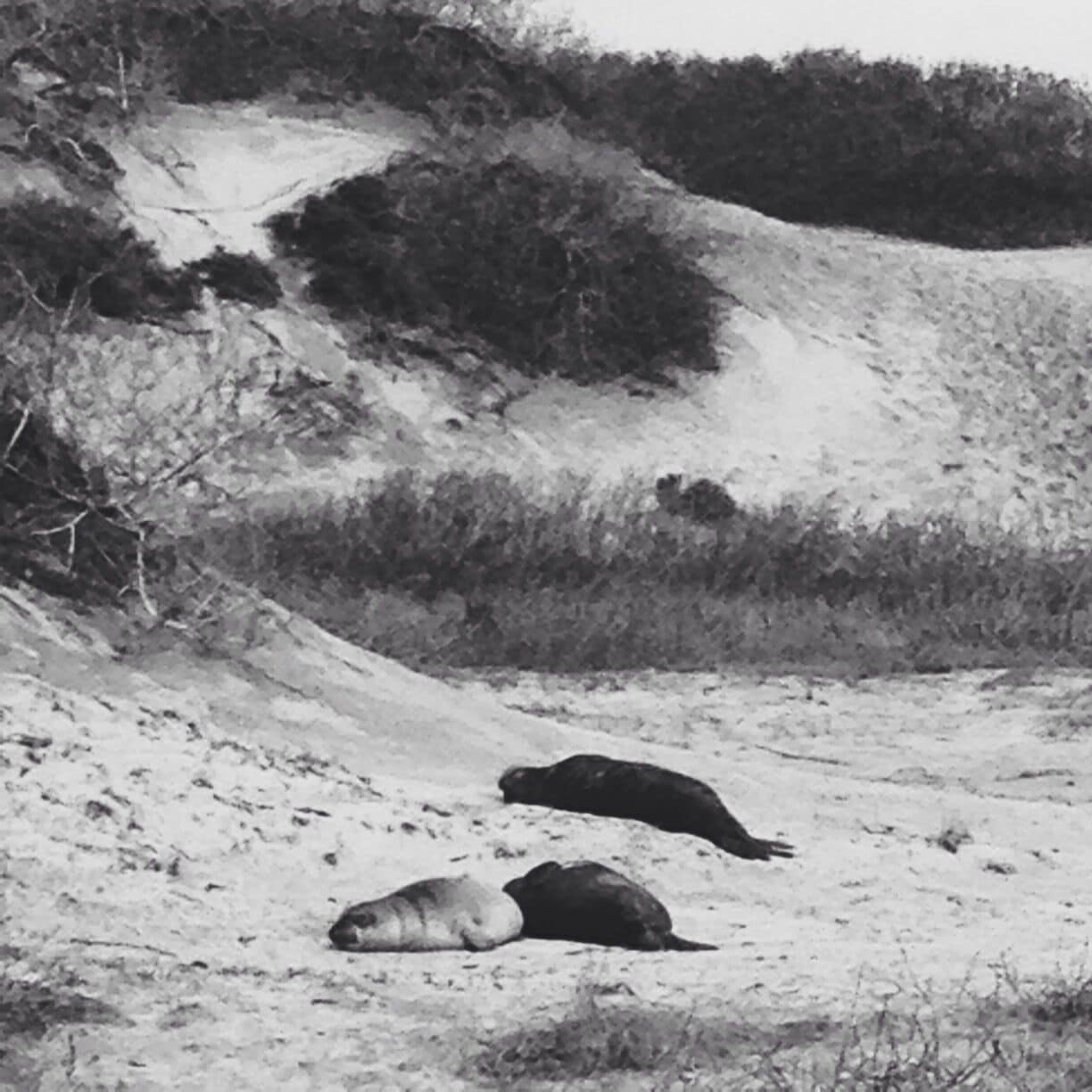 In the spring, for less than $10 you can take a guided tour to see the elephant seals, including the babies. (During this season you are not permitted to access this part of the beach without a guide). 