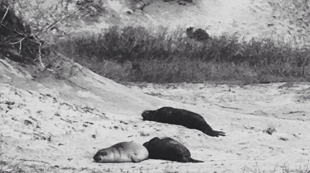In the spring, for less than $10 you can take a guided tour to see the elephant seals, including the babies. (During this season you are not permitted to access this part of the beach without a guide).