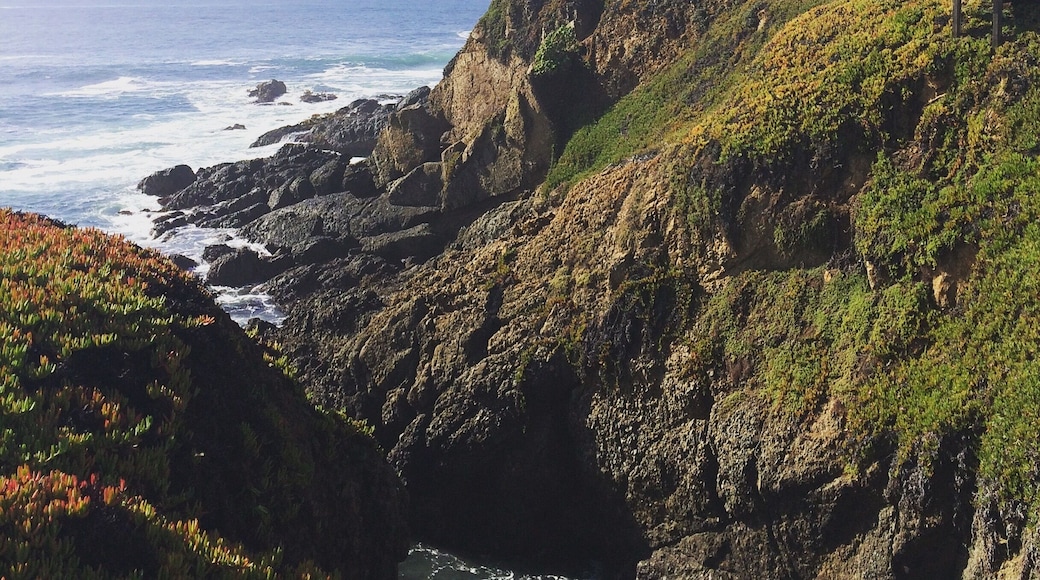 I drove from San Jose through Half Moon Bay, the drive was the best and there're many vista points to enjoy the view. I also spotted couple of dolphins.