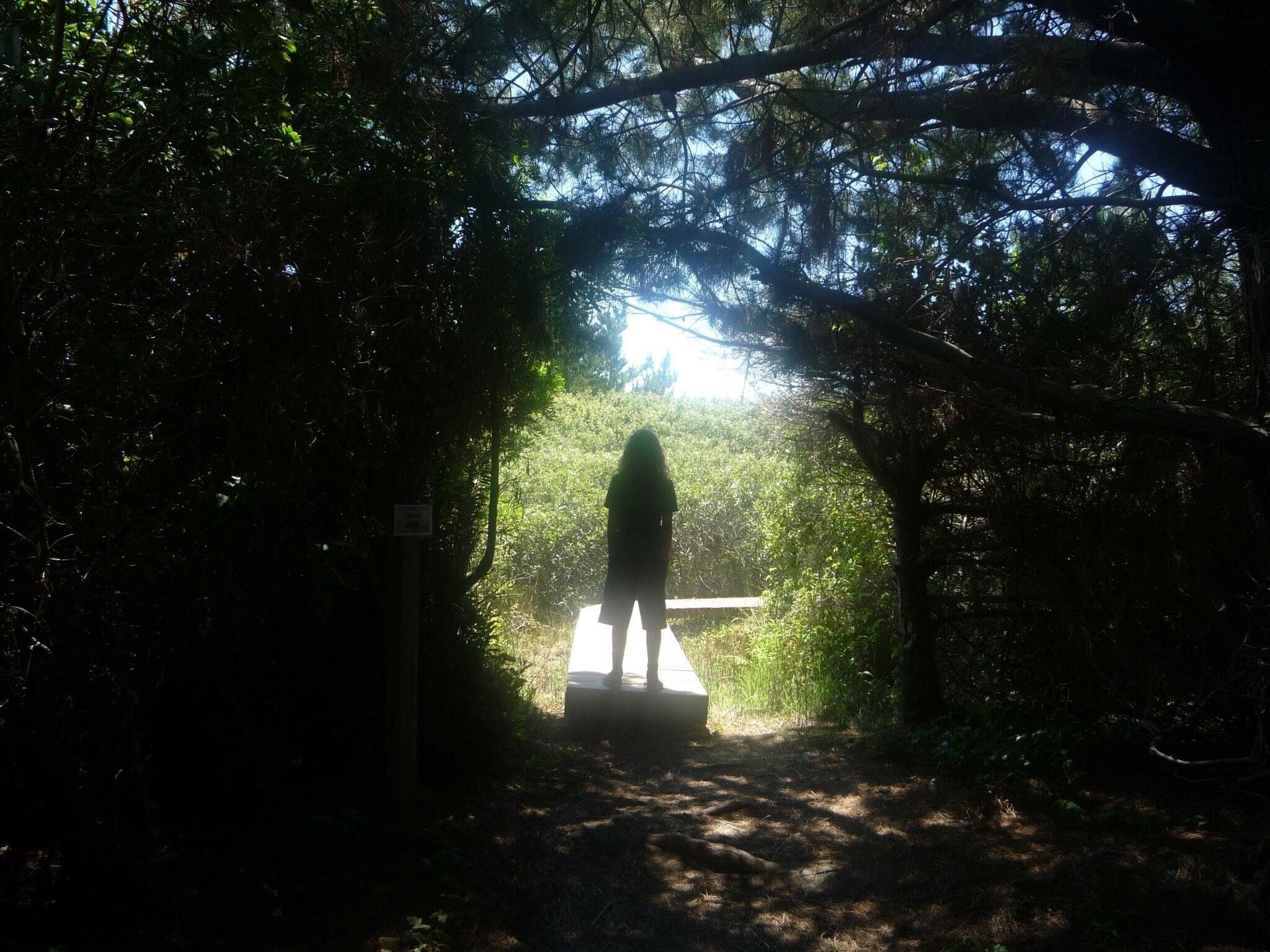 Trail to the elephant seals