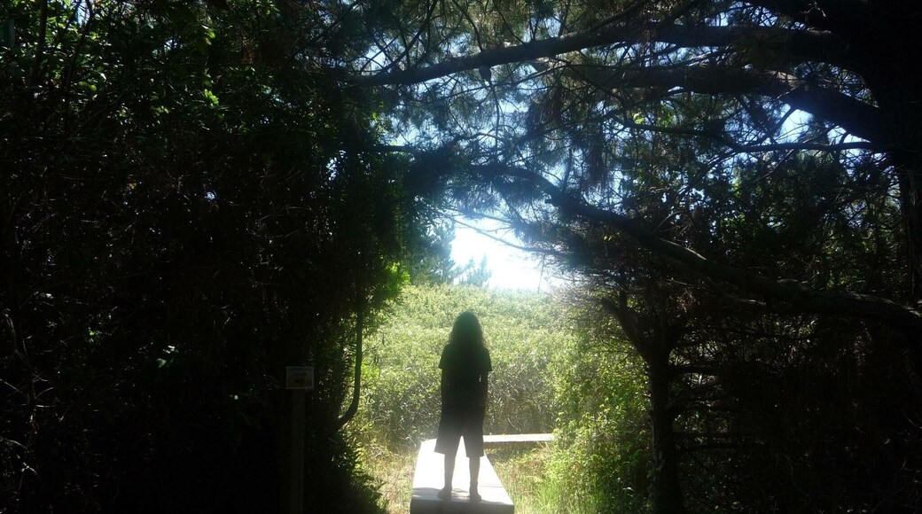 Trail to the elephant seals