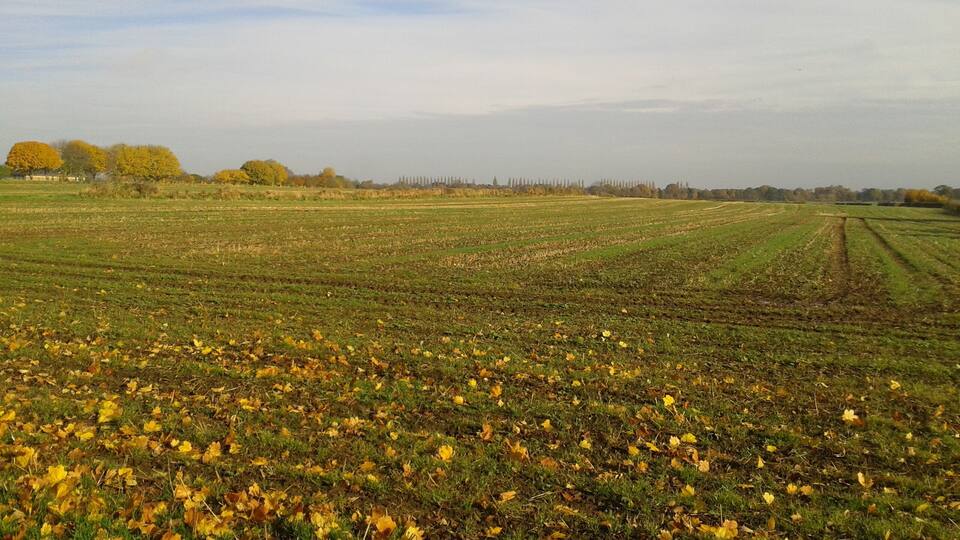 Germany Beck, Fulford