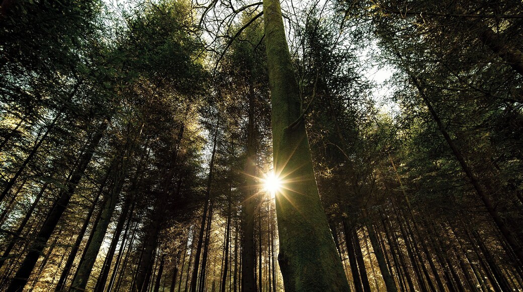 There are loads of walking trails in and around Berne, always accessible by public transport, i captured this photo in the forest in Gümligen in a beautiful sunny day!
