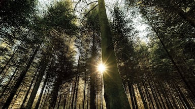 There are loads of walking trails in and around Berne, always accessible by public transport, i captured this photo in the forest in Gümligen in a beautiful sunny day!
