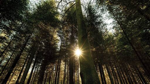 There are loads of walking trails in and around Berne, always accessible by public transport, i captured this photo in the forest in Gümligen in a beautiful sunny day!