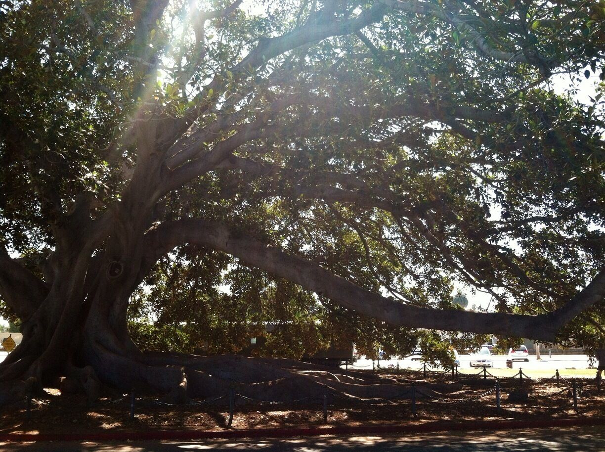Pretty awesome GIANT tree in Santa Barbara. The figs are flattened into the pavement and there is fig dust everywhere as well as the smell of sweet figs. Definitely stop by if you're in the area. You can see my mom very small in the right corner of this pic.