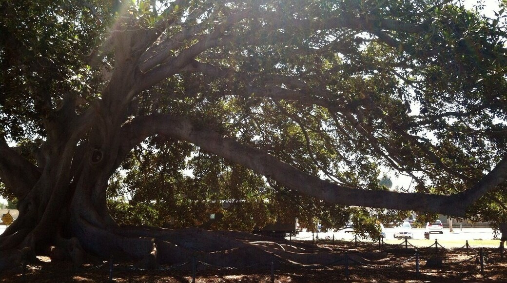 Pretty awesome GIANT tree in Santa Barbara. The figs are flattened into the pavement and there is fig dust everywhere as well as the smell of sweet figs. Definitely stop by if you're in the area. You can see my mom very small in the right corner of this pic.