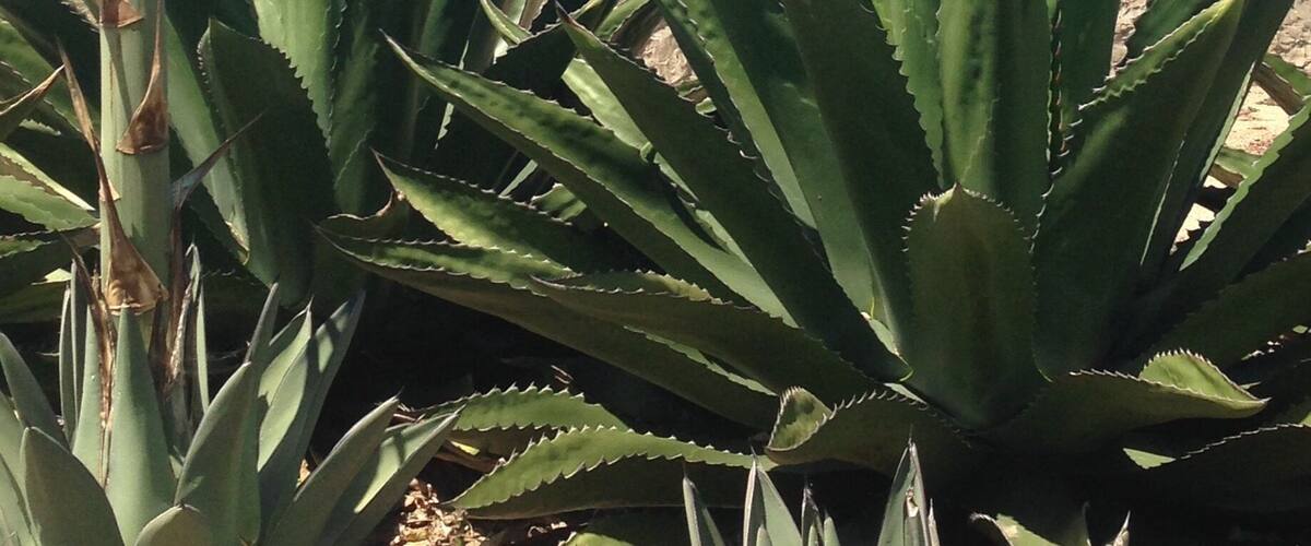 My goal is to visit all the missions along the California coast. Here is the old Santa Barbara Mission (1786). Highly recommend the tour! $9 for adults.
