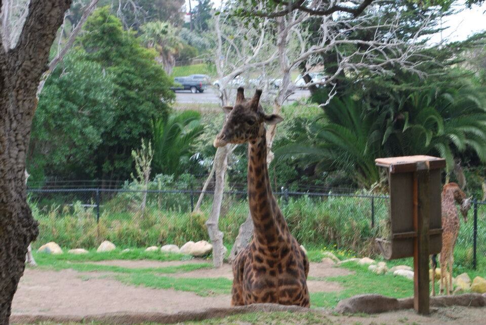 Meet Mike the Giraffe . 04/2012